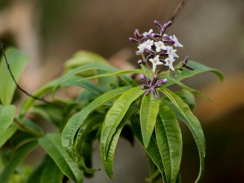 Aloysia citrodora seeds lemon verbena, beebrush, plant, herb organic seed